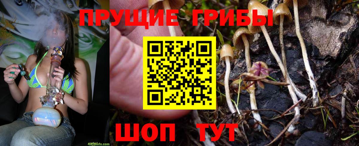 Зеленогорск  Псилоцибиновые грибы Cubensis  Вход с VPN 